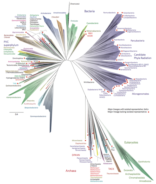 File:Tree Of Life.png