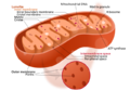 640px-Mitochondrion structure.svg.png