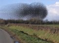 The flock of starlings acting as a swarm. - geograph.org.uk - 124593.jpg